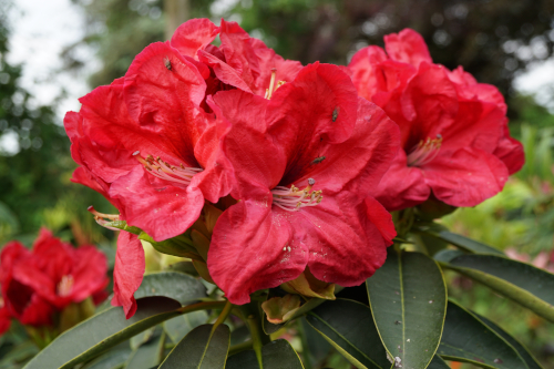 Vorschau auf kommende Rhododendron-Neuheiten