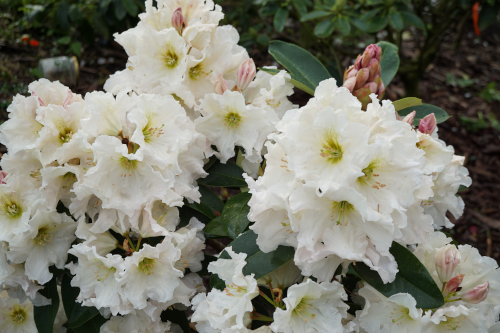 Rhododendron Schneewalzer